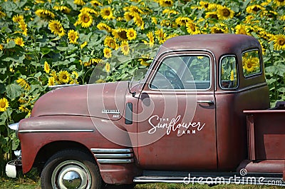 Sunflower Field in summer sunlight. Editorial Stock Photo