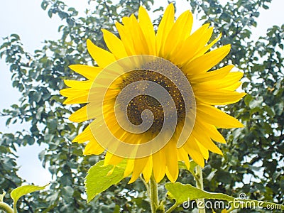 Sunflower field. Sunflower with blue sky and clouds. Summer background, bright yellow sunflower over blue sky. Stock Photo