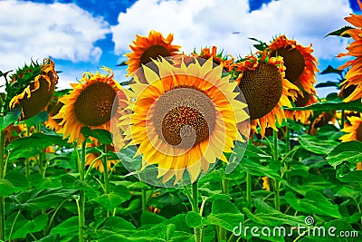 Sunflower Stock Photo