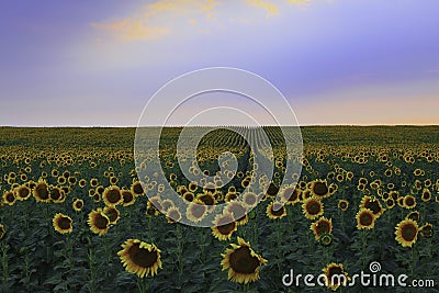 Sunflower field at sunset Stock Photo