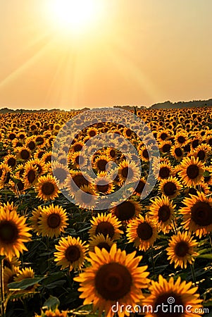 Sunflower Field at Sunset Stock Photo
