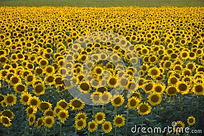 Sunflower field at sunset, many sunflowers Stock Photo