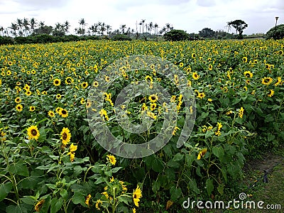 Sunflower Field Taiwan Hualien Spring Stock Photo