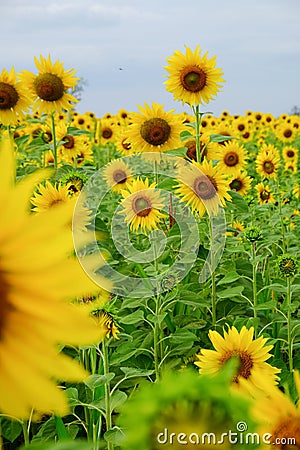 Sunflower Stock Photo