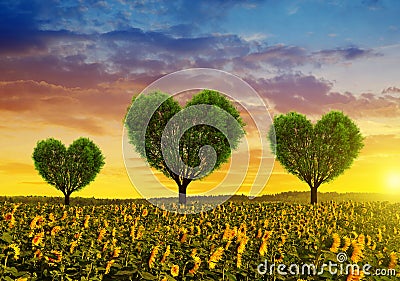 Sunflower field with trees in the shape of heart at sunset. Stock Photo