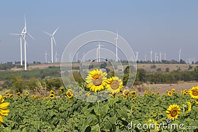 Sunflower field wind turbine Stock Photo