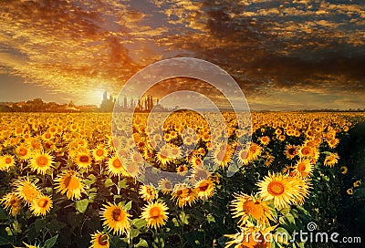 Sunflower field yellow landscape sunset bright sun lights Stock Photo