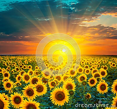 Sunflower fields during sunset. Beautiful composite of a sunrise Stock Photo