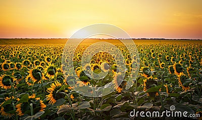 Sunflower fields during sunset. Stock Photo