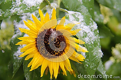 Sunflower with first snow Stock Photo