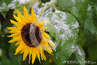 Sunflower with first snow Stock Photo