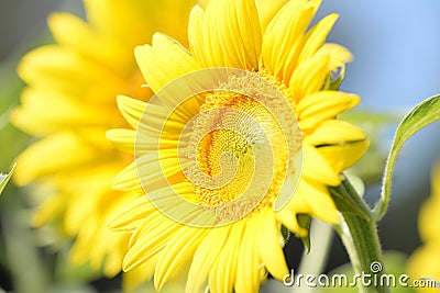 Sunflower Stock Photo