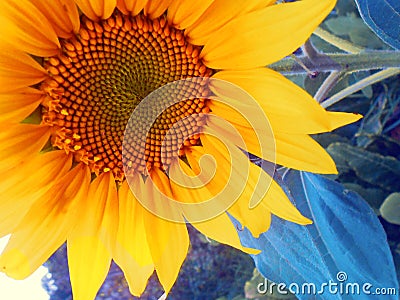Sunflower - flower close up Background Stock Photo