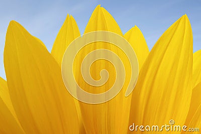 Sunflower Stock Photo