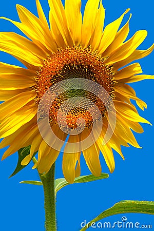 Giant Sunflower Flower Isolated on Blue Vertical layout Stock Photo