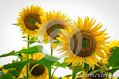 Sunflower. Stock Photo