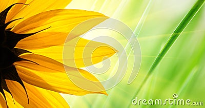 Sunflower flower Stock Photo