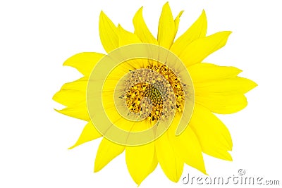 Sunflower flower isloted on a white Stock Photo