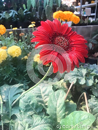 Sunflower in Flower Market Stock Photo