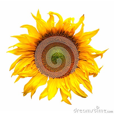 Sunflower flower plant blossom isolated on white Stock Photo