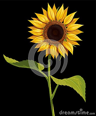 Sunflower flower with stem and leaves, vector isolated drawing Vector Illustration