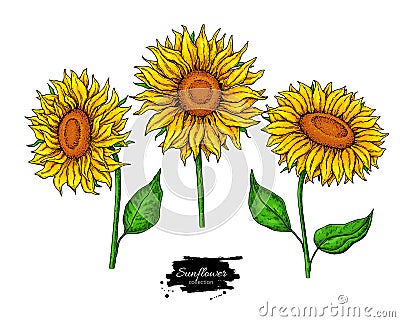 Sunflower flower vector drawing set. Hand drawn illustration isolated on white background. Vector Illustration