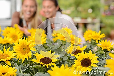 Sunflower flowerbeds in focus two woman smiling Stock Photo