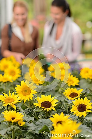 Sunflower flowerbeds two woman shop in background Stock Photo