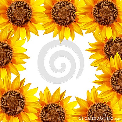 Sunflower flowers arranged in a circle Vector Illustration