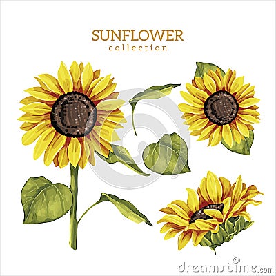 sunflower flowers and leaves collection, color illustration Vector Illustration