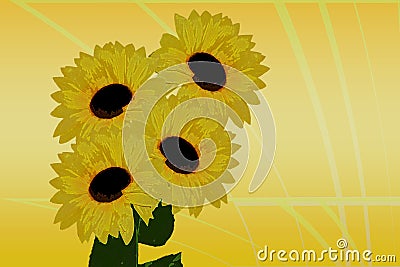 Sunflower Stock Photo