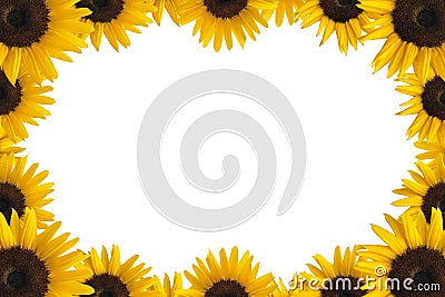 Sunflower frame Stock Photo