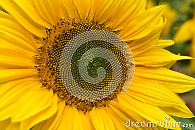 Sunflower Stock Photo