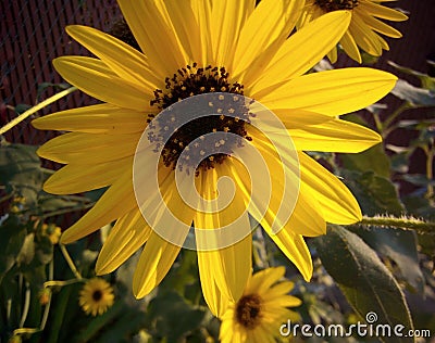 This sunflower garden is facing the sunlight, each flower is trying to reach their most high, this one is at its best spotlight. Stock Photo