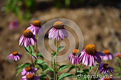 Sunflower Garden Yellow Stock Photo