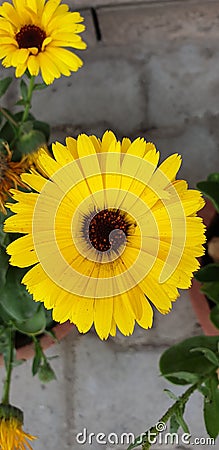Sunflower glowing in the morning with first sunlight of days Stock Photo