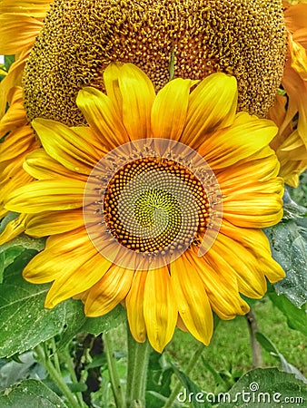 Sunflower Flower Plant Stock Photo