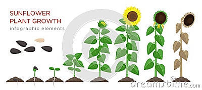 Sunflower growing process vector illustration flat design. Planting process of sunflowers. Growth stages from seed to Vector Illustration