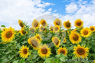 Sunflower grows on the field. Stock Photo