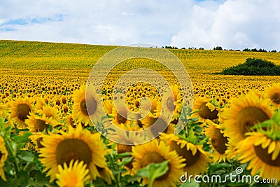 Sunflower grows on the field. Stock Photo