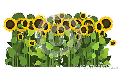 Sunflower grows in the field. Harvest agricultural plant. Food product of sunflower oil production. Farmer farm Vector Illustration