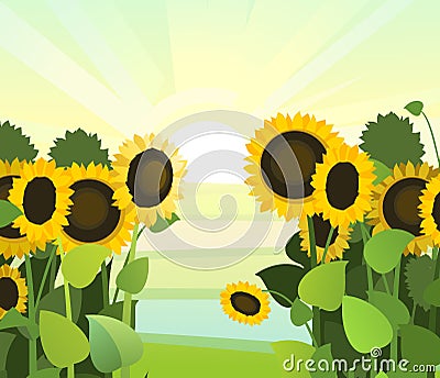 Sunflower grows in the field. Harvest agricultural plant. Food is a product of sunflower oil production. Farmer farm Vector Illustration