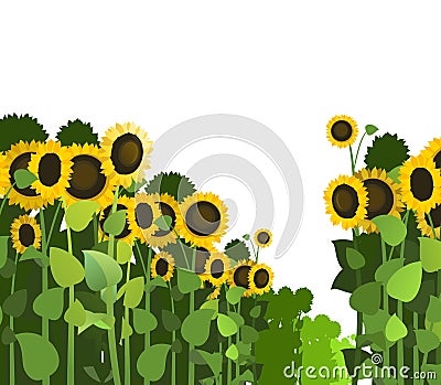 Sunflower grows in field. Harvest agricultural plant. Rural summer field landscape. Food product of sunflower oil Vector Illustration