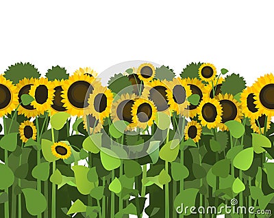 Sunflower grows in field. Seamless pattern. Harvest agricultural plant. Food product of sunflower oil product. Farmer Vector Illustration