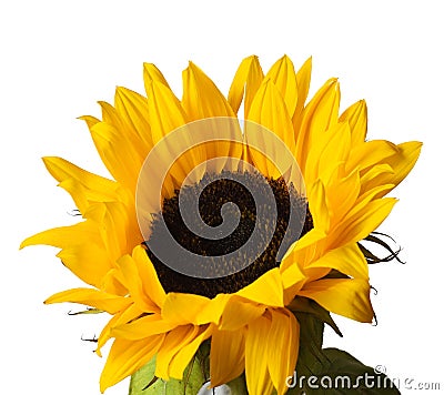 Sunflower head Stock Photo