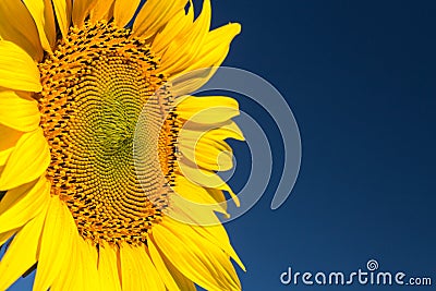 Sunflower head Stock Photo