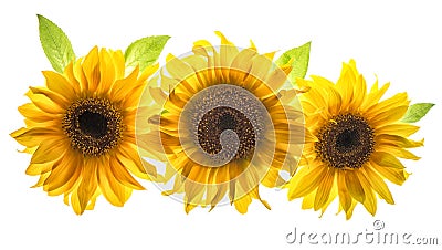 Sunflower head isolated white background flower Stock Photo