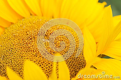 Sunflower head Stock Photo