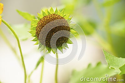 Sunflower Head Stock Photo