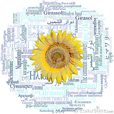 Sunflower head. Sunflower written in fifty-nine different languages. Word cloud. Stock Photo